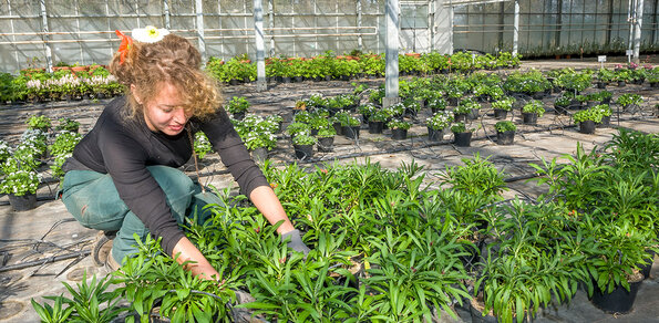 La photo montre une femme travaillant dans une serre, entourée de nombreuses plantes en pots. Elle est accroupie, portant un pantalon vert et un haut noir, avec un bandeau coloré dans les cheveux. Elle semble s'occuper des plantes, peut-être en les arrangeant ou en les inspectant. La serre est remplie de rangées de petites plantes vertes en pots, disposées de manière organisée sur le sol. La structure de la serre est visible avec ses parois et son toit en plastique translucide, permettant à la lumière naturelle de pénétrer. L'ambiance générale est celle d'un espace de travail horticole actif et bien entretenu. 