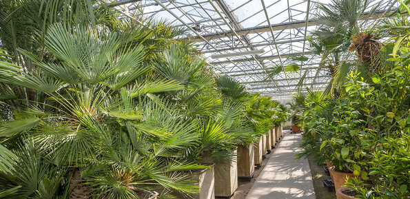 La photo montre l'intérieur de la serre spacieuse et lumineuse du centre horticole de la ville d'Orléans, remplie de grandes plantes tropicales, principalement des palmiers. Les palmiers sont plantés dans de grands pots rectangulaires alignés de chaque côté d'une allée centrale. Les feuilles des palmiers sont larges et vertes, s'étendant vers le haut et les côtés, créant une canopée dense. La structure de la serre est visible avec son toit en verre et ses poutres métalliques, permettant à la lumière naturelle de filtrer abondamment. À droite, d'autres types de plantes vertes sont visibles, ajoutant à la diversité de la végétation. L'allée centrale est propre et bien entretenue, invitant à une promenade parmi les plantes. L'ambiance générale est celle d'un environnement tropical bien entretenu, offrant un espace serein et verdoyant.