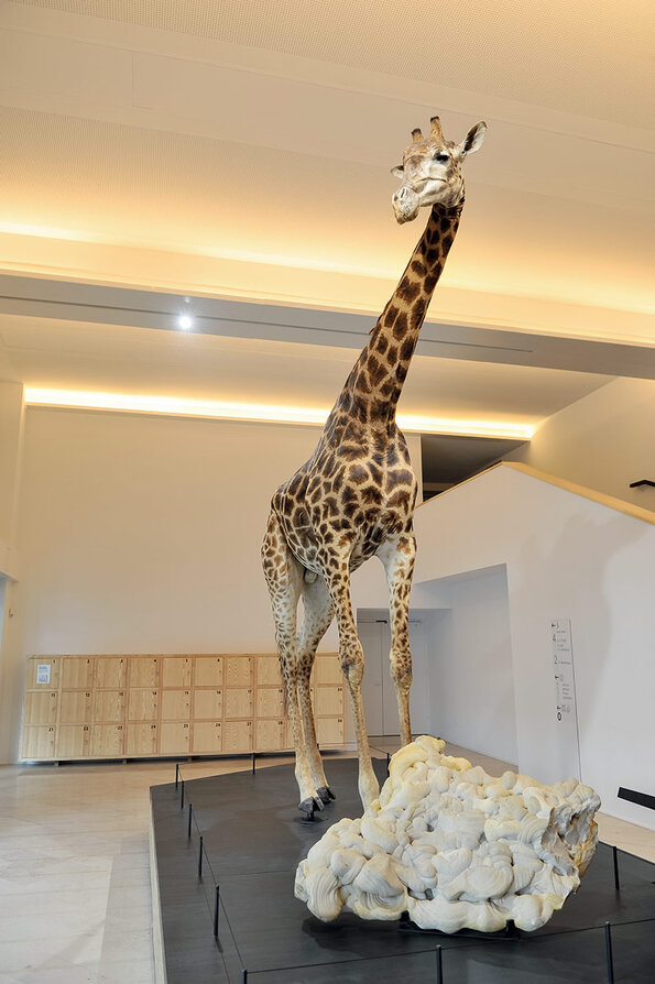Muséum d’Orléans pour la Biodiversité et l’Environnement