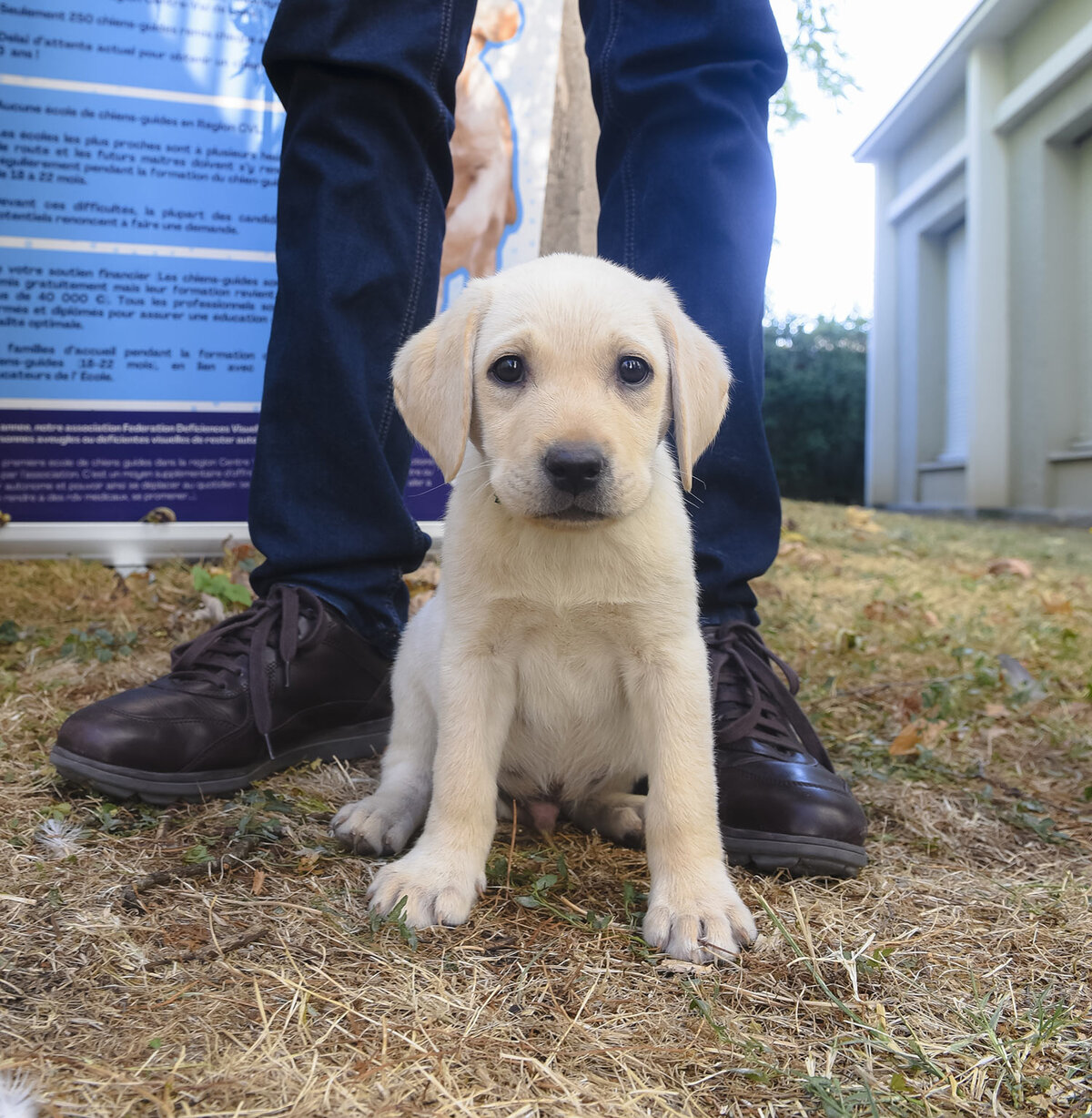 Présentation des chiots guides Un chiot labrador beige clair, assis sur l'herbe sèche, regarde l'objectif entre les jambes d'une personne en jean et chaussures de ville marron.