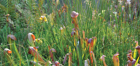 Parc floral Parc floral