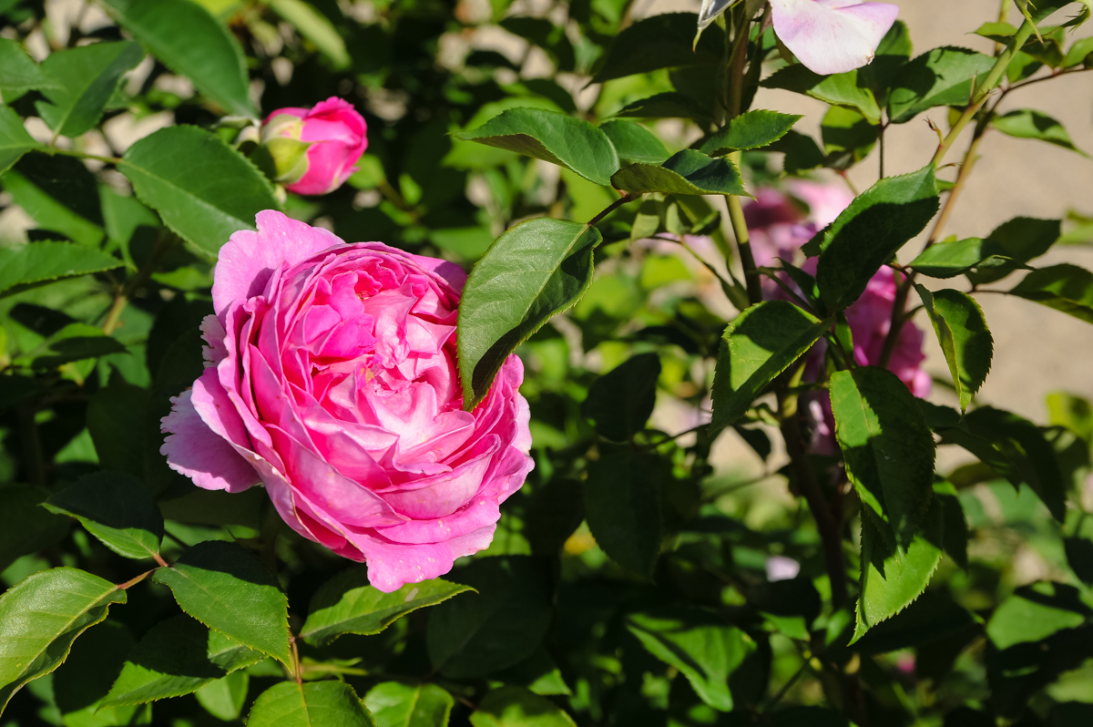 Concours de roses - Nuances de roses Concours de roses - Nuances de roses