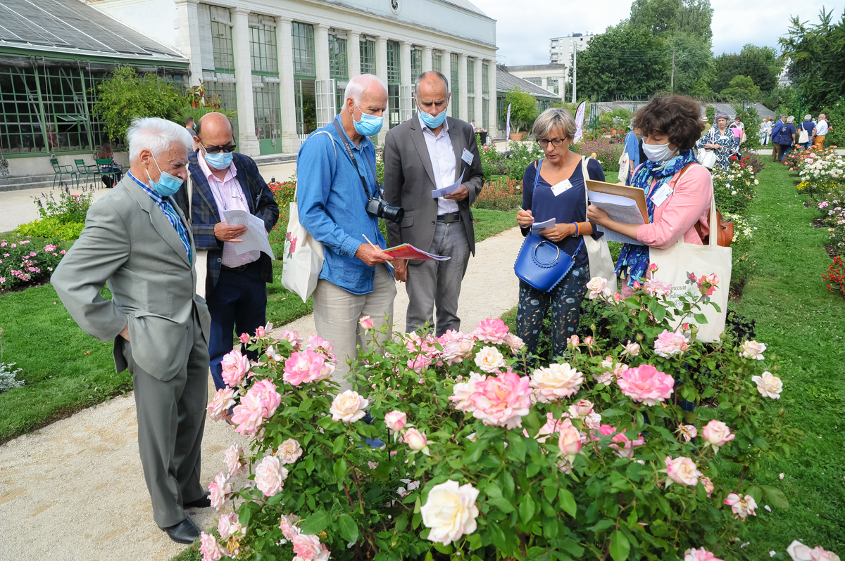 Concours de roses - Nuances de roses Concours de roses - Nuances de roses