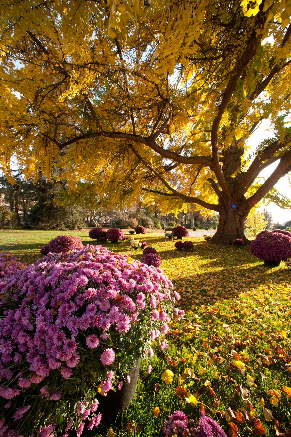 Jardin des plantes