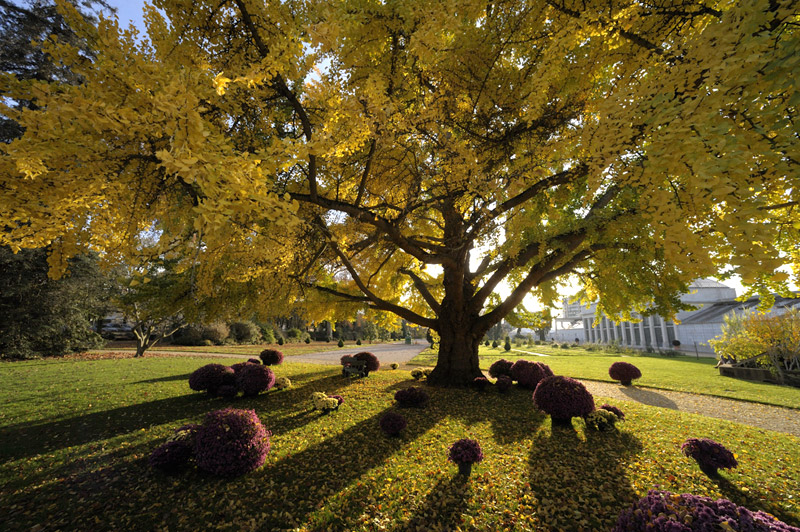 jardin des plantes