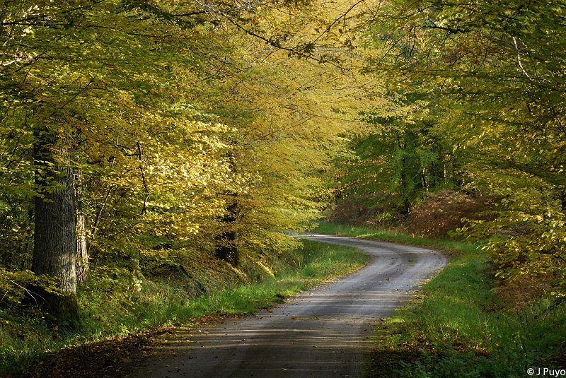 Sous-bois en Sologne