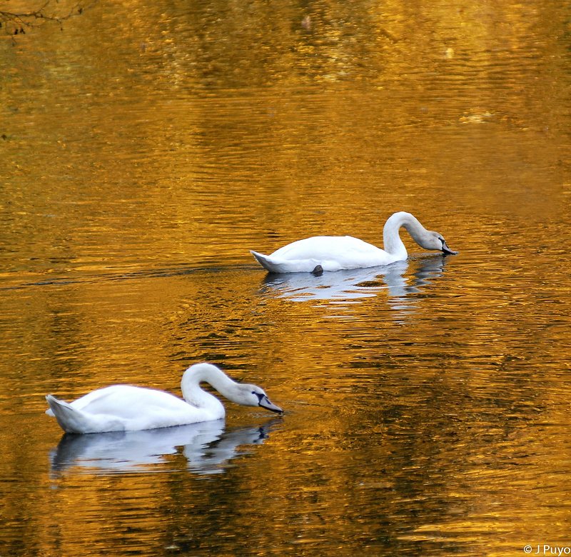 les Cygnes sur le Loiret
