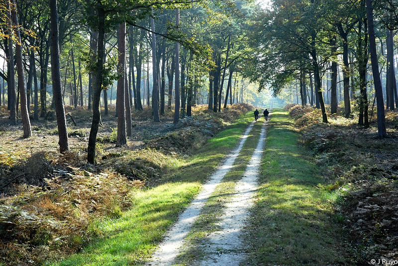 La forêt Orléans